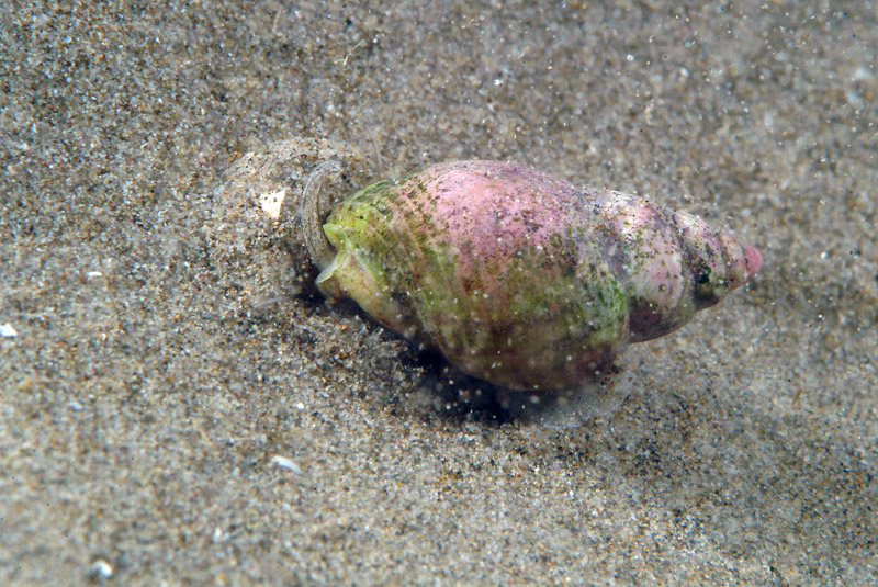 Nassarius nitidus